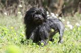 PETIT CHIEN LION 250